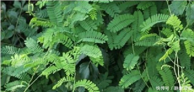 扎堆|农村异草扎堆，可惜无人识全当作野草，此物名为鸡骨，药效很惊人