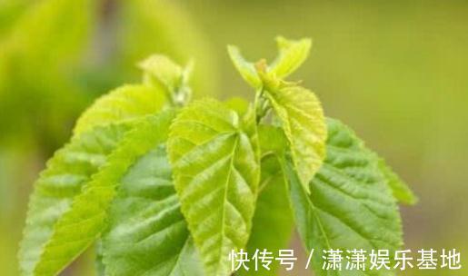 血糖|桑叶能够降低血糖吗?分别听听中医和西医给出的回答!