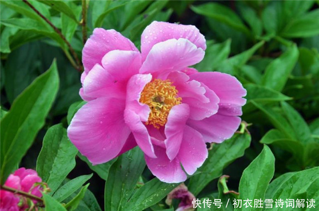 芍药美诗七首 家家有芍药 不防至温柔 温柔一同女 红红笑不休 全网搜