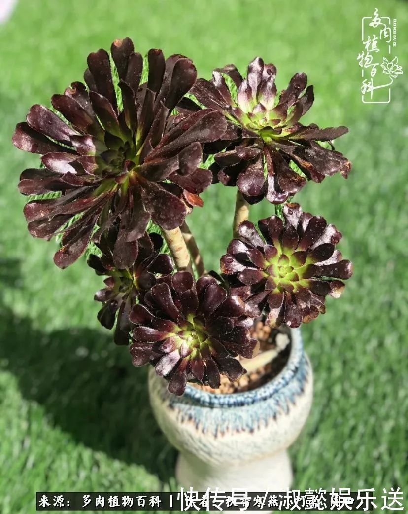 百科|多肉千万种,我独爱法师!爱它的霸气,更爱它的华丽蜕变!