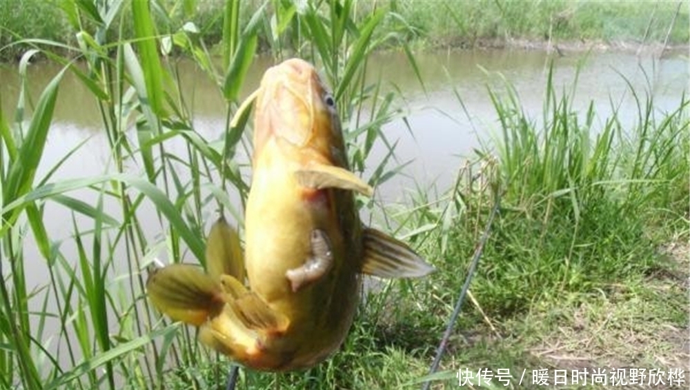 进食|野钓黄颡鱼，窝料和饵料的选用技巧，打窝聚鱼手法也是与众不同！