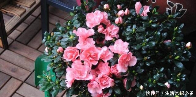 有小院子就养这4种花,花美、耐阴好养,种1棵,开花一大片!