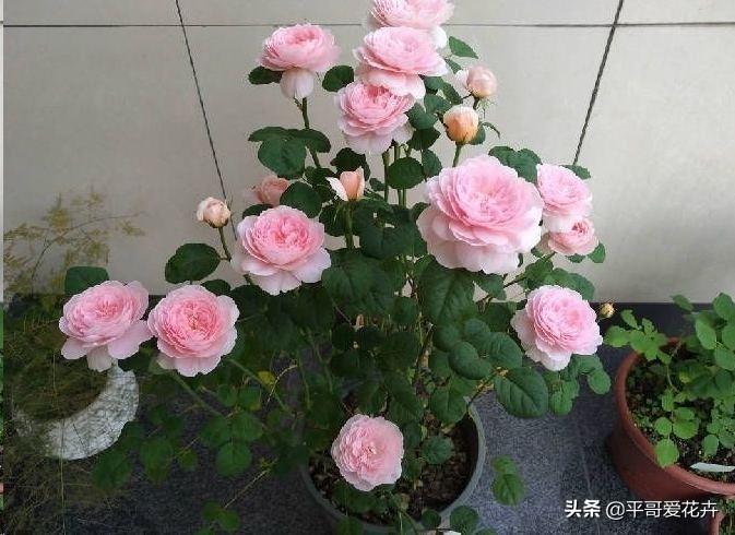 养花|“3种花”适合9月扦插，温度适宜，生根快，而且不黑腐、不烂根