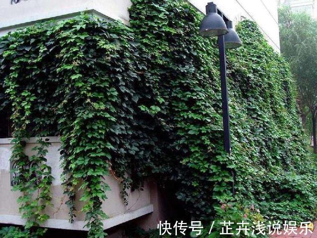 杀虫|家里有小院子,三种花草不要种,容易泛滥招蛇虫,很多人都害怕