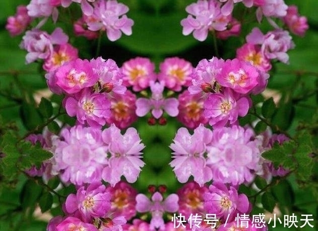 蔷薇花|爱在思念中,美好的爱情就在一束蔷薇花的花语中!