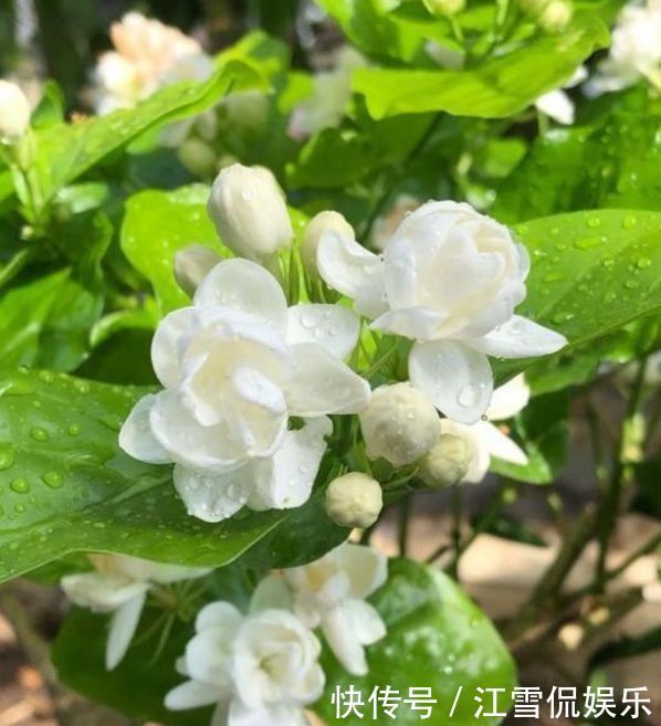 适合养在家里的几款花卉,晚上可以呼出氧气,有助于睡眠