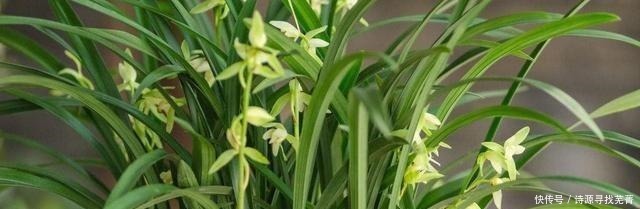 花肥|养花给花卉喂点土豆,比花肥还好用,让花卉蹭蹭长!