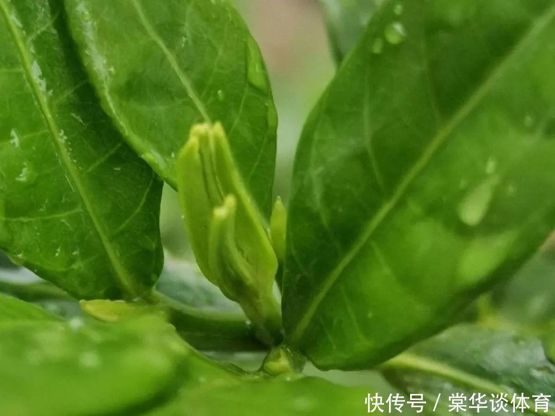 酸性|天生爱淋雨的花,多淋几次,连肥料都省了