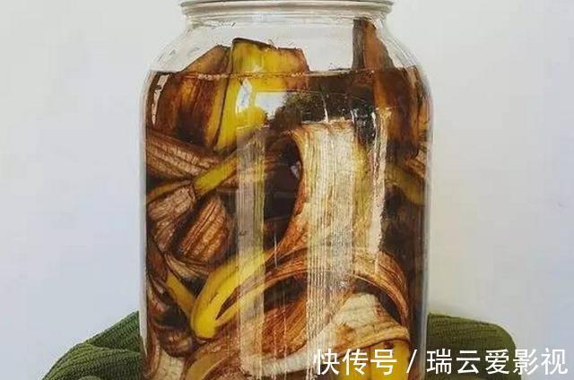 花卉|香蕉皮养花,用法可真多,泡水、混土、晒干当肥,还能擦叶子