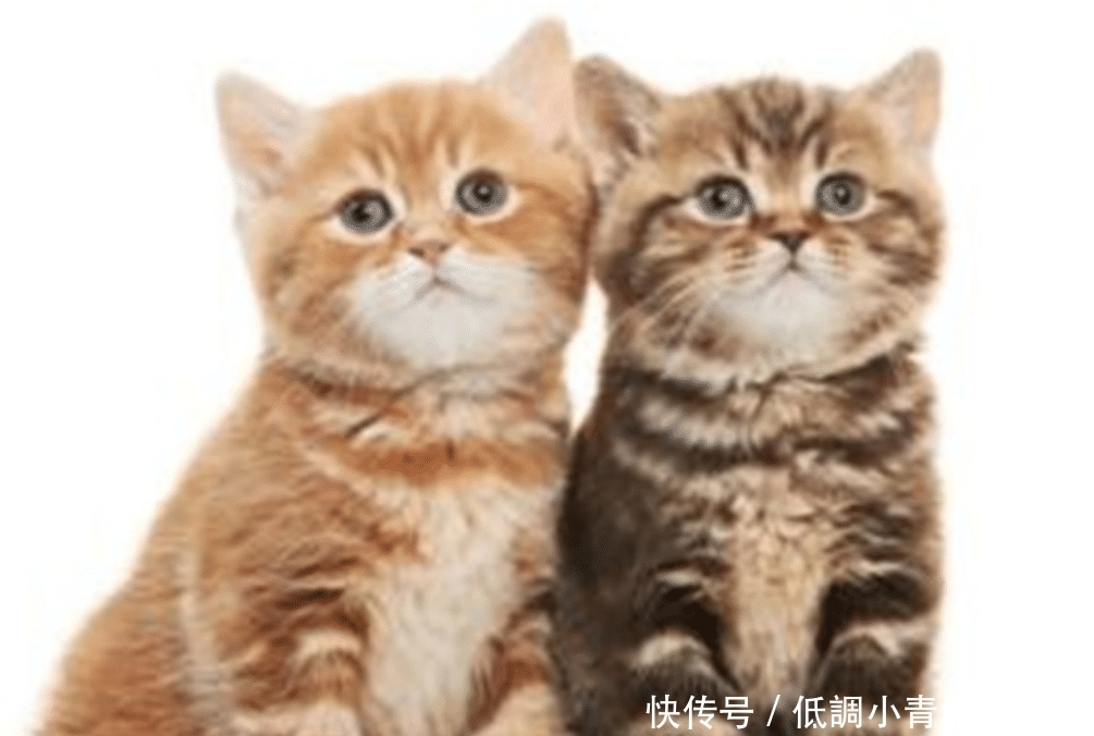 中国人为何不吃猫肉?原来李时珍早就给出答案,古人早已试过