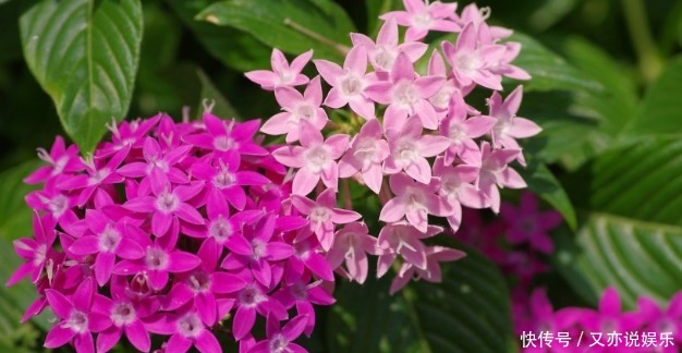 五彩斑斓|新手养护花卉,就养花开似繁星、五彩斑斓的花卉,花开300多天