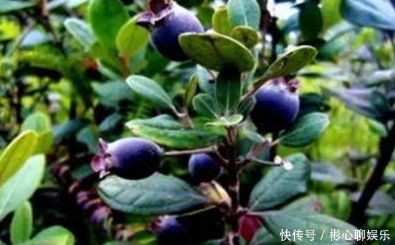 药剂|助阳补阴，明目壮肾的乌饭子，农民掌握种植要点，收获高产乌饭子