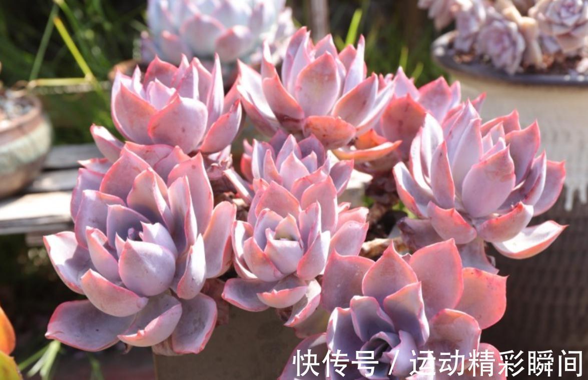 多肉小苗别急着控养,做好这四点,轻松控养出漂亮的多肉