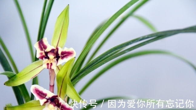 兰花凋谢后，早做3件事，新芽还比老苗多