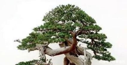 玩盆景心态不同,目的不同,则会出现不同的玩法!