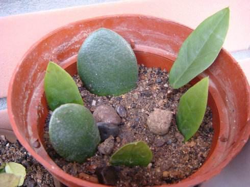 别买“镇宅树”，把叶片带回来，种花盆上，9天生根，成盆栽！