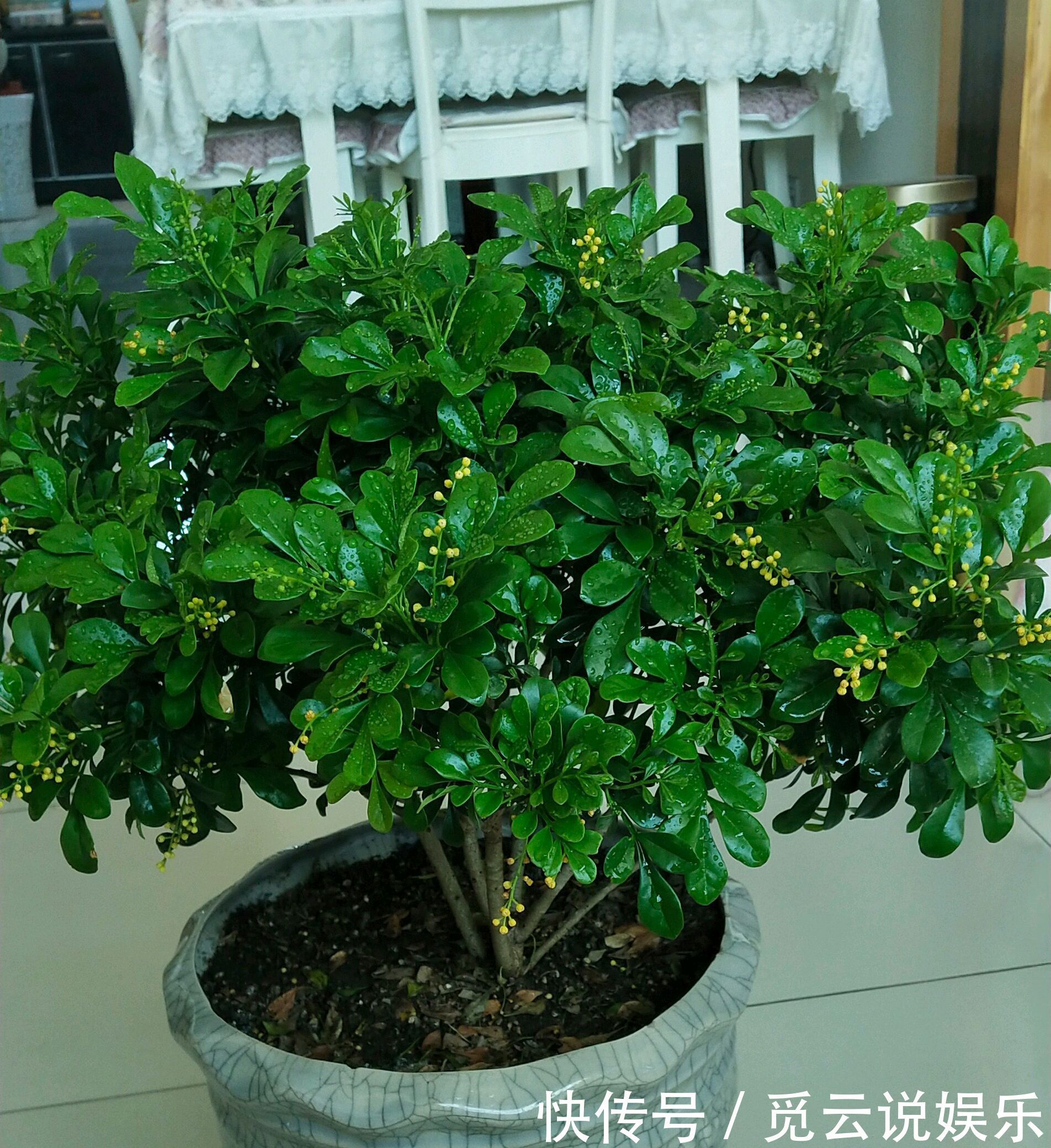 米兰盆栽换盆后叶片发黄又掉落该怎么办两种换盆方式两种方法