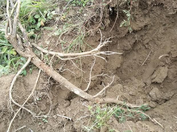 它如今的数量再也经不起采挖,若你家乡也有,请重点保护,别不知