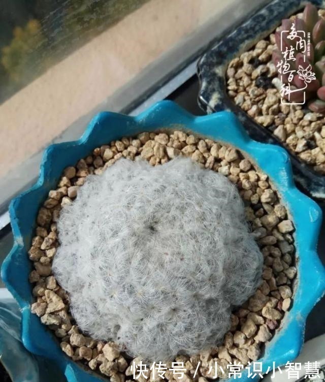 艳日辉|我是多肉飘窗党,我来晚了!我是多肉飘窗党,我来晚了!