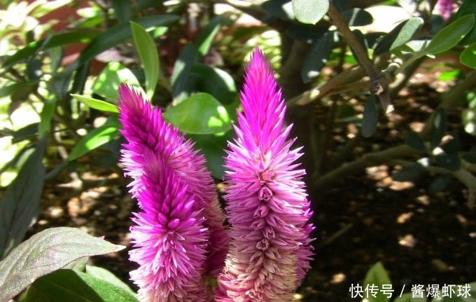  遍布全国的一种野草，它花开能红遍百日，种子价值极高得重视