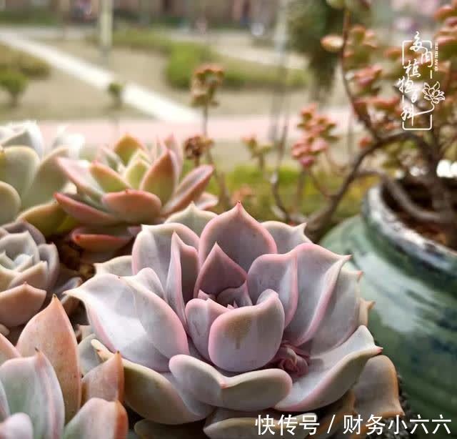 揭秘:那些干净又温暖的多肉照片从哪里来?