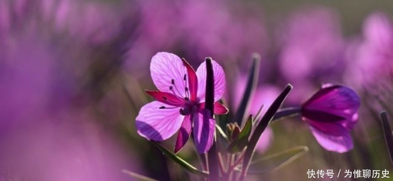 作品|范成大最经典的一首六言绝句,同样也被低估了,通篇美得令人心醉