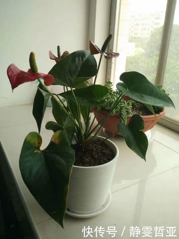 虎皮兰,红掌,吊兰养成老桩，变成大树，真壮观