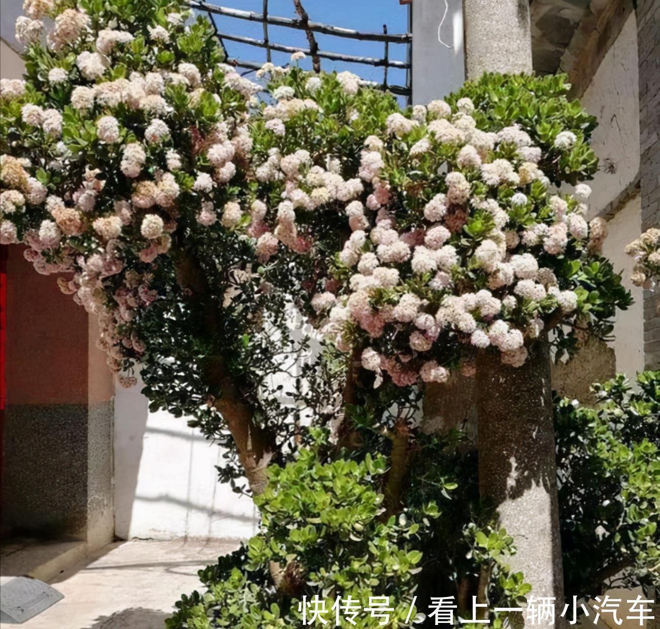 九种皮实花,多晒少管长得好,养成老桩更高档,绿萝没上榜