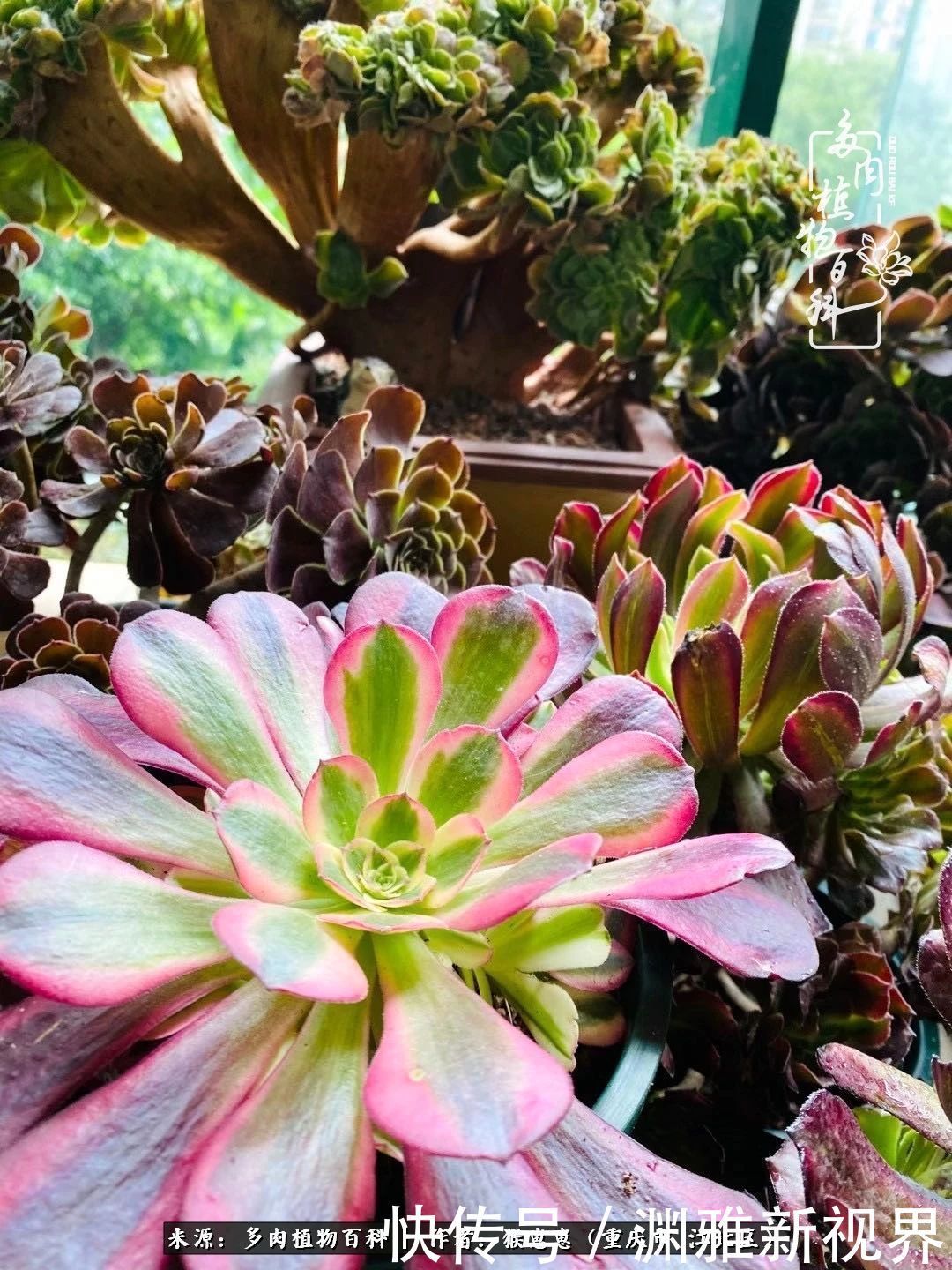 若不尝试,何以了解!原来这才是多肉们该有的样子!