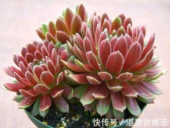 花盆|1种多肉“最好养”,零下20℃冻不死,雪地里“照常”生长