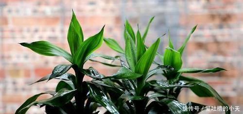 蹭蹭|水培富贵竹，水里加点它，茂盛不黄叶，叶子像打蜡，蹭蹭冒新叶！