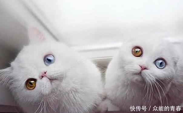 异瞳猫高颜值的悲痛,你们或许不甚了解