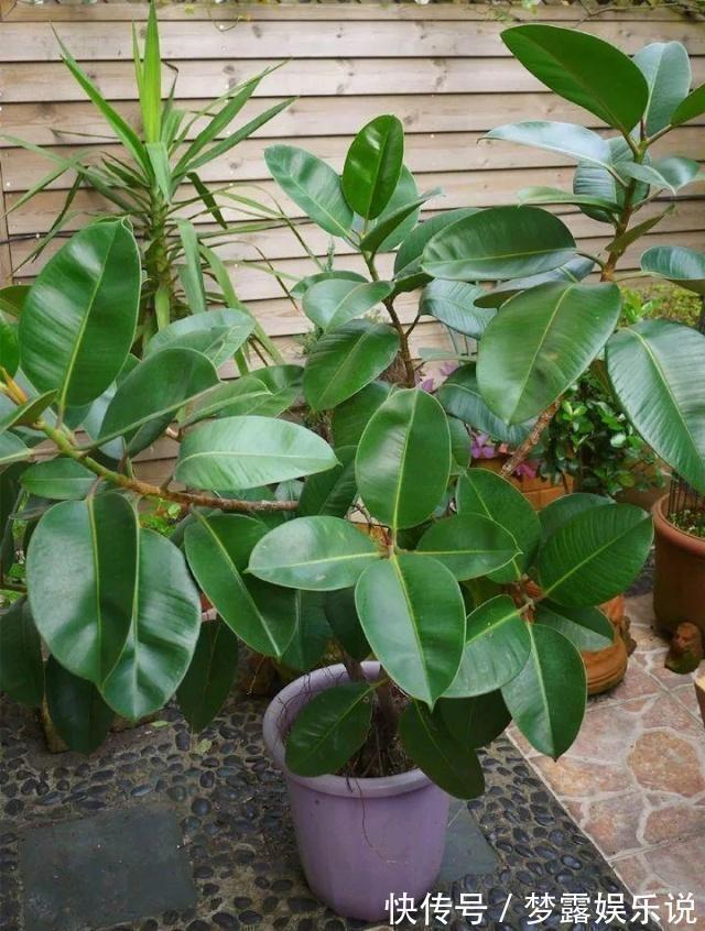 干旱|家里养6种花,把水浇得勤快了,容易烂根、黄叶,需要当心