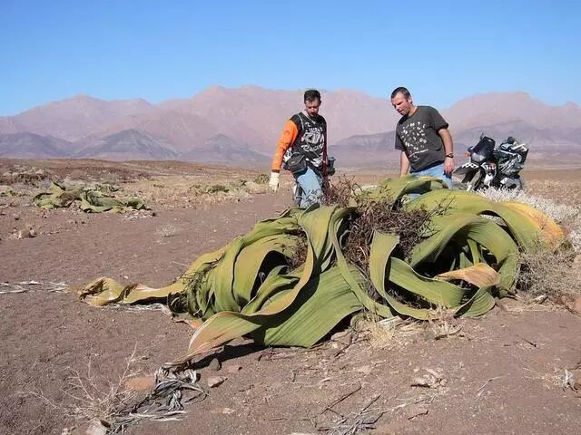 叶子最大的陆生植物,又叫“沙漠八爪鱼”,最老的一株已超两千岁