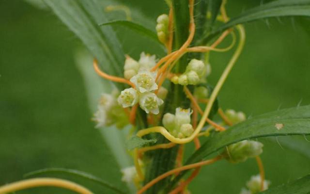 过家家|没有叶子没有根,生命力强的可怕,在农村是害草,城里却收30一斤