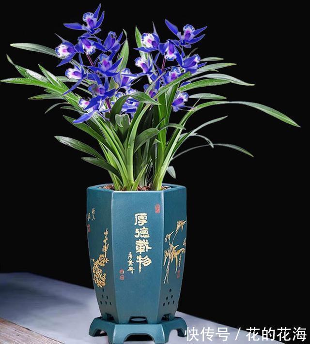 这款兰花的名字“土掉渣”，开花后却惊艳了众人，新手也能养好