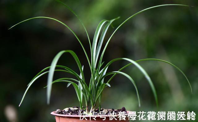 氮磷钾|怎么判断兰花缺少氮磷钾?学会这三招,养不好兰花都难