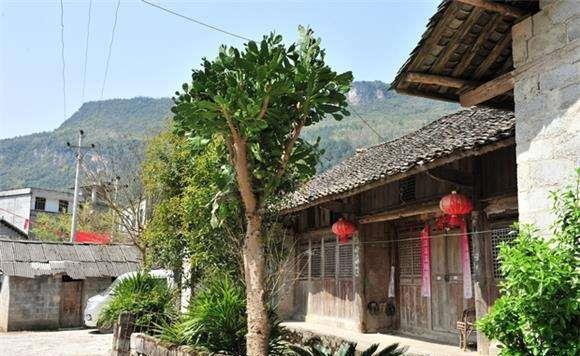 仙人果|仙人掌高10米，开黄花，挂红果，长成几十年的树，太霸气了