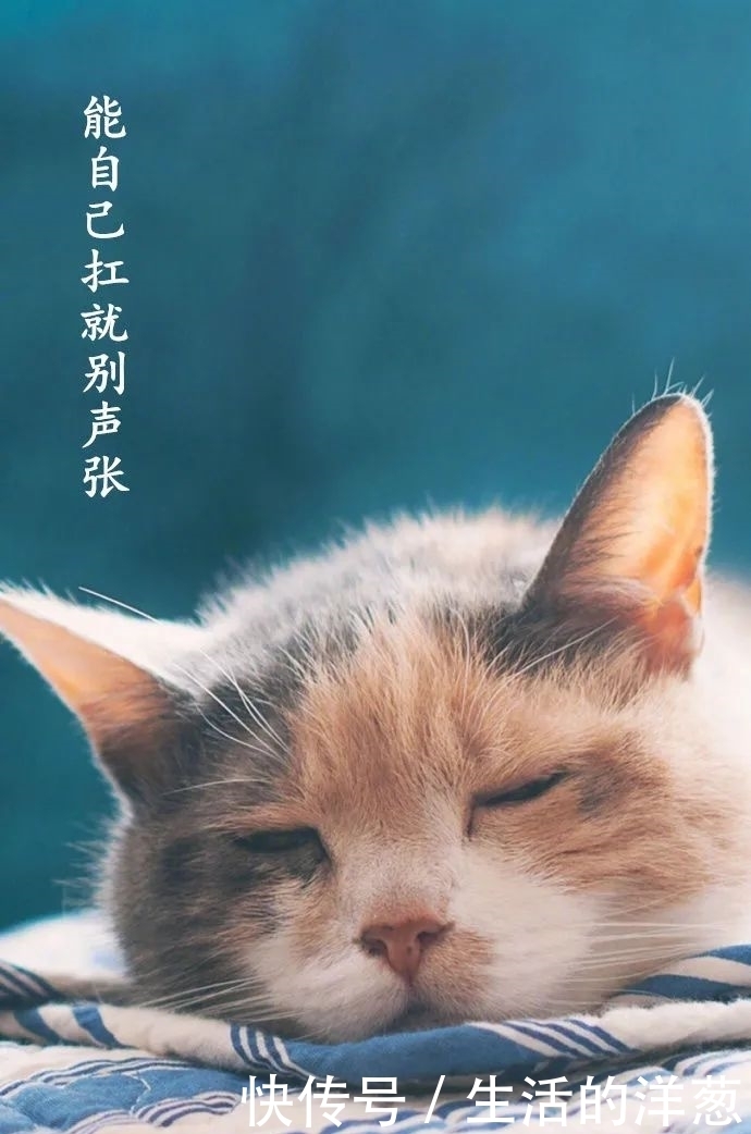 配不上|原来的壁纸已经配不上你的iPhone12了,快来换新的猫咪壁纸