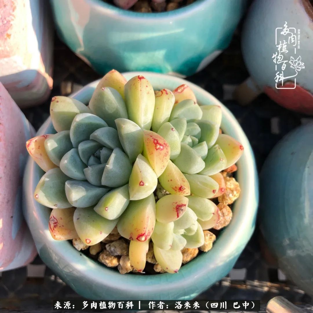时间是多肉最好的滤镜!附个人养护经验!