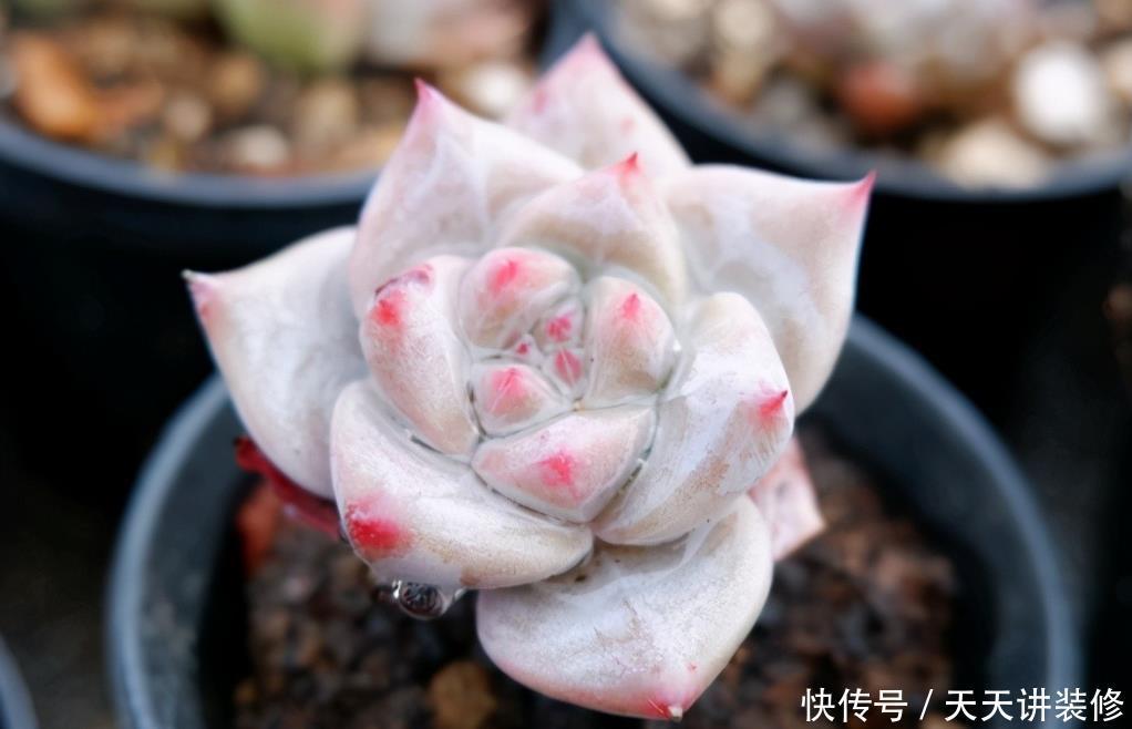 粉蓝鸟控养出状态一点都不输贵货,只要坚持控养,再丑也能逆袭