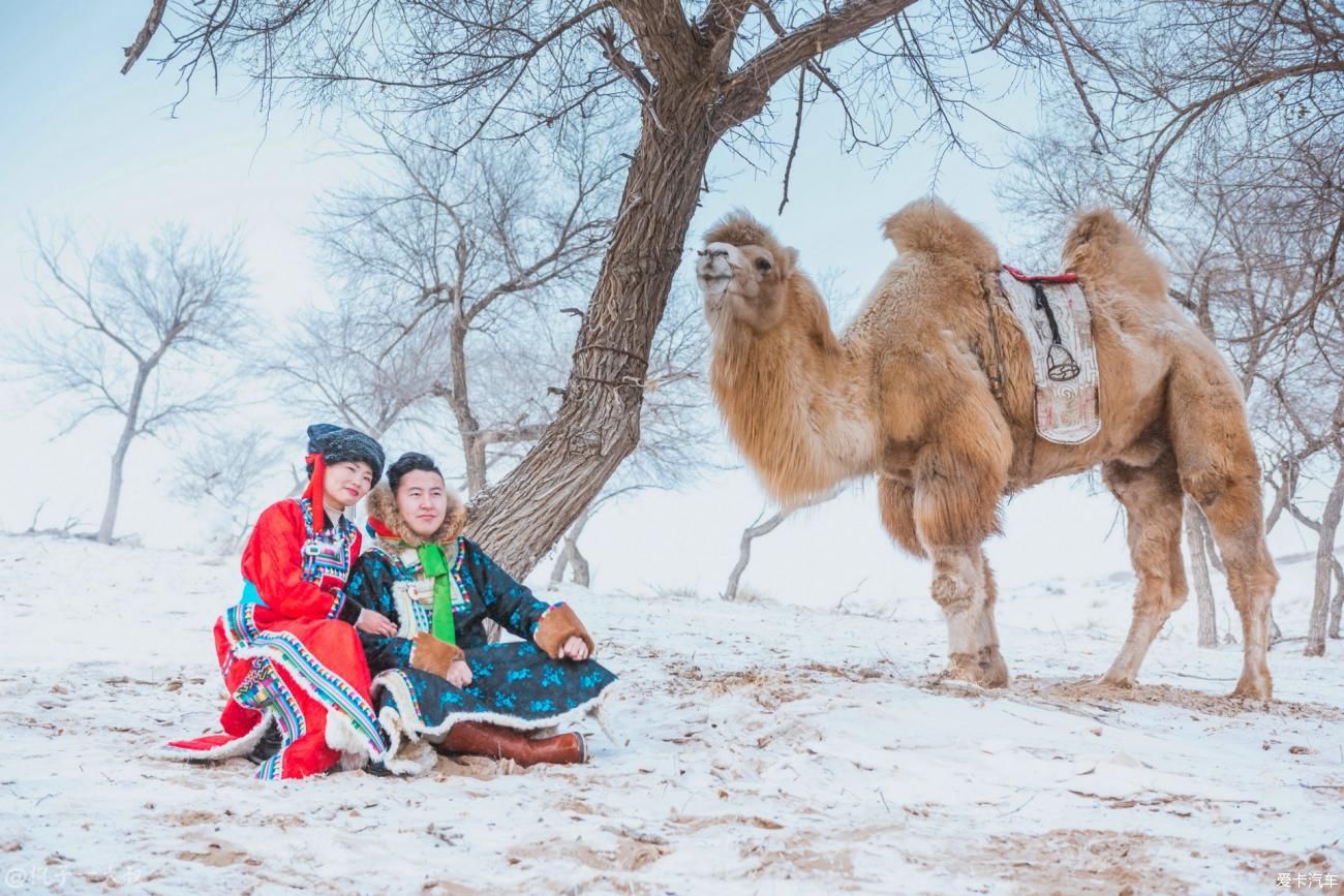 骆驼|屁股在冰雪草原骑开了花，但这里的空气是甜的