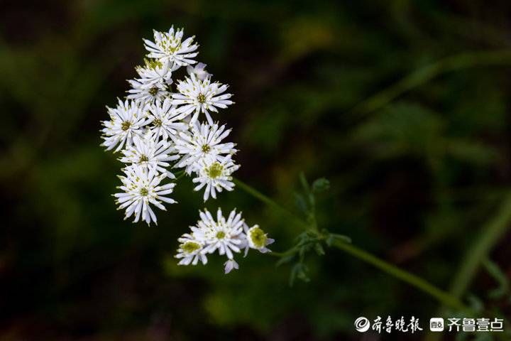 美丽的草原花盛开 今日热点