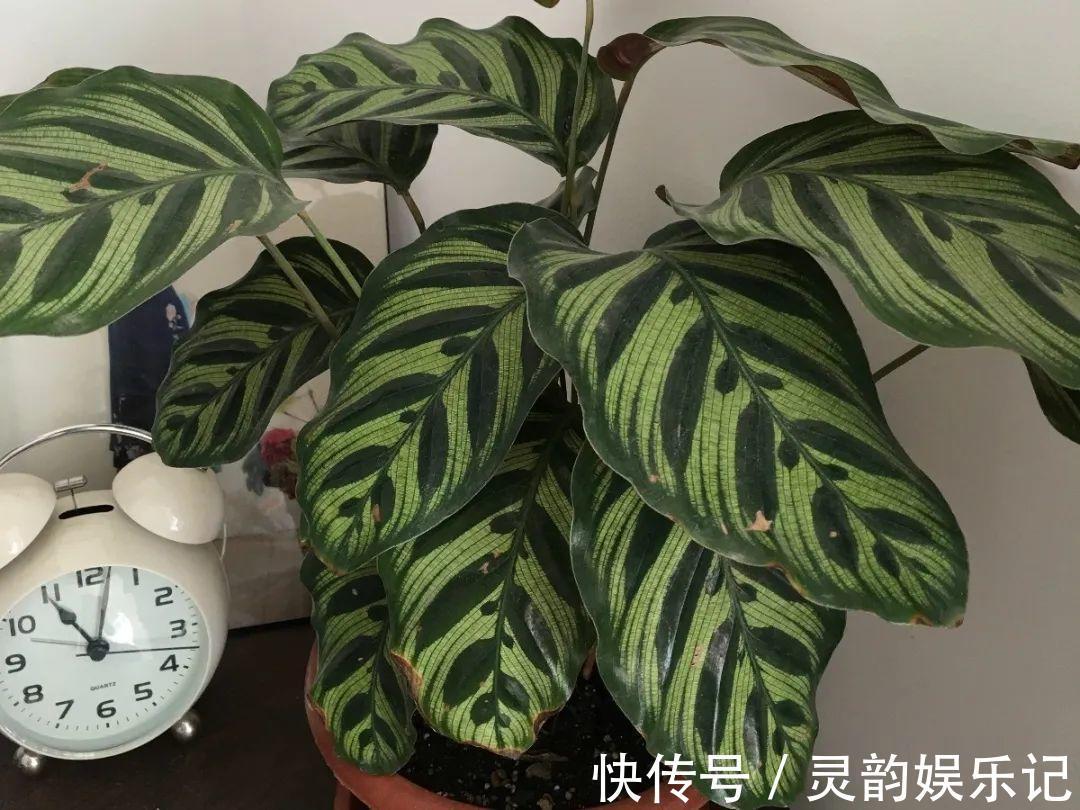 6种花一天不浇水，叶子就耷拉，缺水3天就死翘！