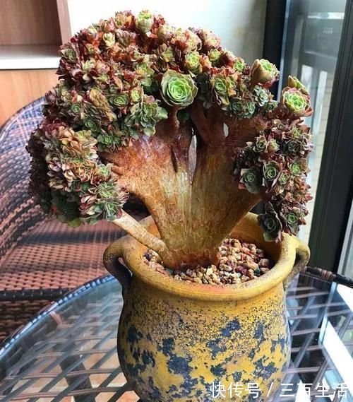 一日三餐|养肉的最高境界,多肉都缀化了,长成了小树桩,像极了孔雀开屏