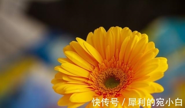 人头脑|桃花降临，旧爱回归，携手挚爱，再次携手，一生相伴