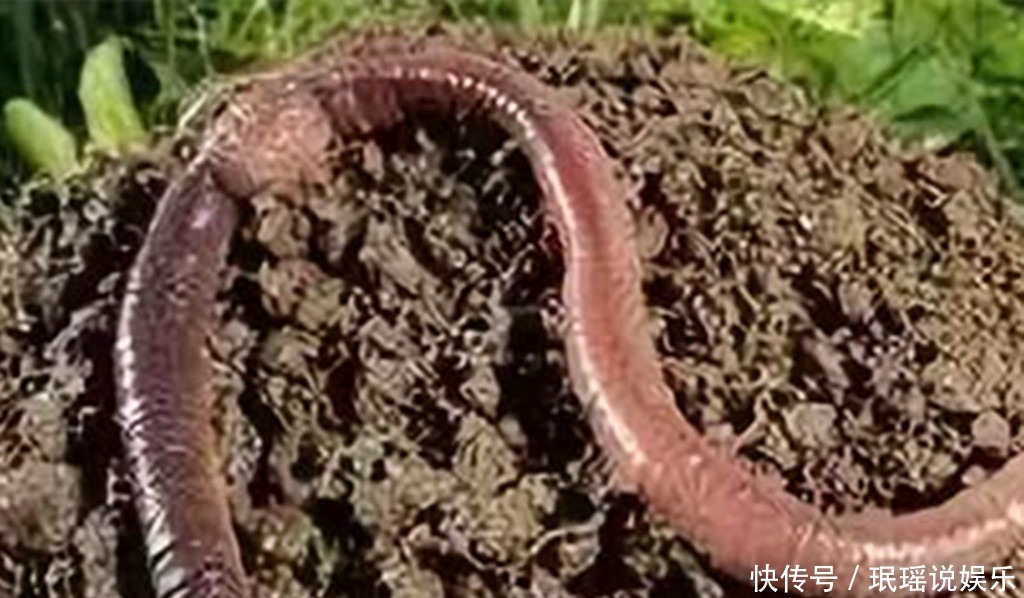 肥料|多肉越长越瘦怎么办用上3种肥料,养根系促上色,变肥不再是梦