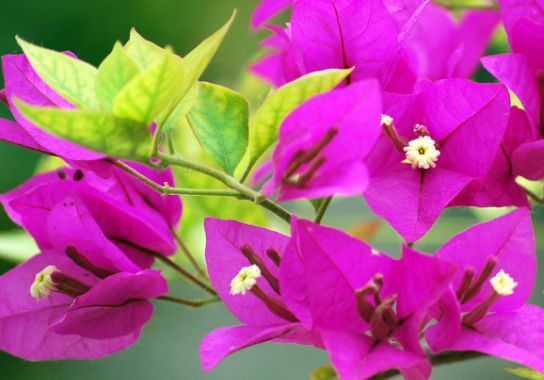 喜欢菊花，就养盆“玫瑰精品”卡罗拉，花开红艳似火，美艳优雅