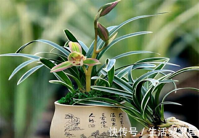 这兰花不常见,一花双色,兰香浓郁,叶带金边,是兰中极品