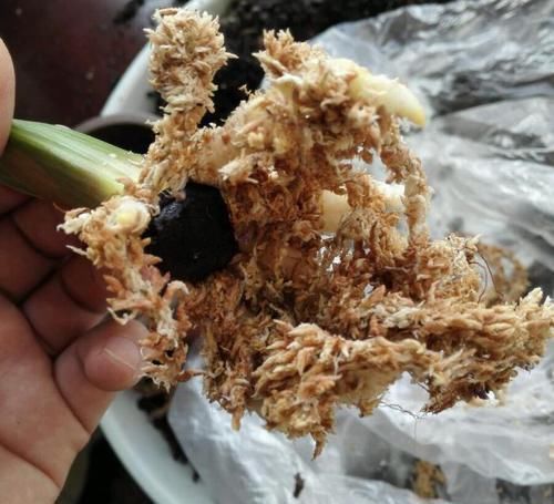 冷却塔|让君子兰“快生根”用上1种“好宝贝”，2周长满狗牙根